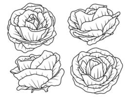 Flower Hand drawn sketch line art illustration vector