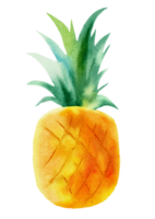 ananas akvarell clipart png