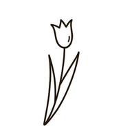 lindo doodle tulipán con hojas aisladas sobre fondo blanco. ilustración vectorial dibujada a mano. perfecto para tarjetas, logotipos, decoraciones, diseños de primavera y verano. imágenes prediseñadas botánicas. vector