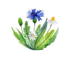 Watercolor bouquet with daisy, cornflowers and leaves Beautiful wildflowers vector