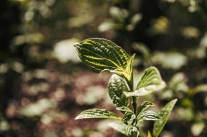 Green fresh leaves of plant in the forest with blurred background photo