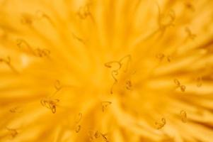 Yellow abstract background Dandelion in the wild field closeup photo