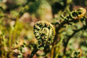 Fresh green leaves of chestnut tree closeup in the forest photo