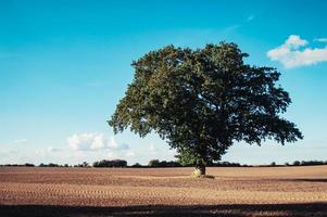 Green tree grow on the empty field Nature background photo