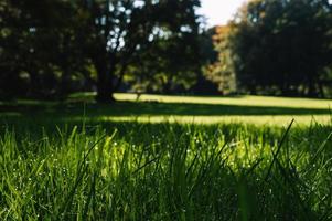 hierba verde con rocío en un parque alemán con árboles en el fondo foto