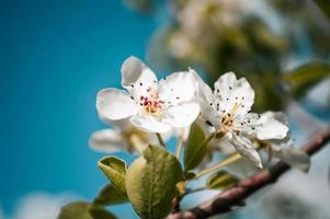 White flowers on a branch of tree Macro photo of spring