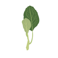 chou vert sur fond transparent png