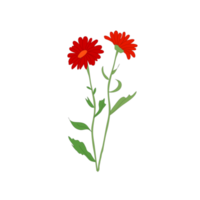 gerbera roja sobre fondo transparente png