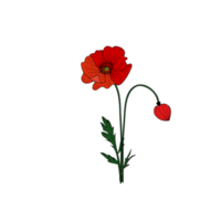 amapolas rojas sobre fondo transparente png