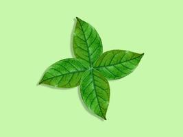 green leaf die cut photo