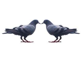 a pair of pigeons on a white background photo