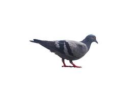 solitary pigeon on white background photo