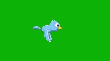video de pantalla verde de animación de aves