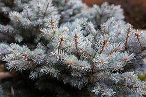 Conifer tree branches macro photogrpahy. Spruce branches texture background. Branches of blue pine in the summer park. photo