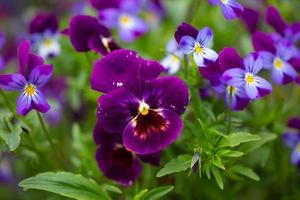 Blossom purple garden pansy flower macro photography on a green background. Tricolor pansies floral background in summertime close-up photo. photo