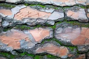 Bark of tree pattern background in summer day. Bark tree texture macro photography. photo