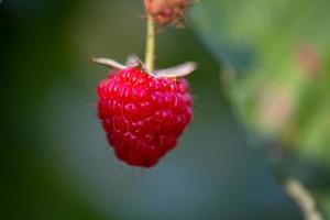 baya de frambuesa de jardín colgando de una fotografía macro de rama en un día soleado de verano. jugoso primer plano de frambuesa roja sobre un fondo verde a fines del verano. foto