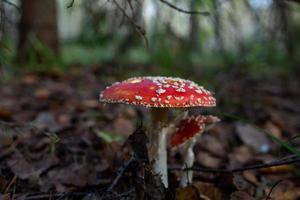Amanita mushroom with a bright red hat in the autumn forest macro photography. Red hat fly agaric with white spots standing in dry fallen leaves. photo