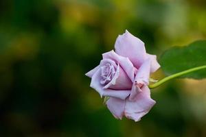 Pale pink rose macro photography in the summer. Light purple garden rose on a green background garden photo. photo