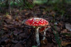 Amanita mushroom with a bright red hat in the autumn forest macro photography. Red hat fly agaric with white spots standing in dry fallen leaves. photo