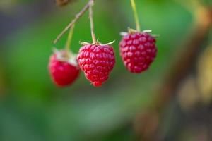 Three berries of garden raspberries hanging on a branch macro photography on a summer sunny day. Juicy red raspberry close-up on a green background in late summer. photo