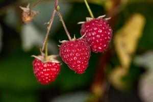 Three berries of garden raspberries hanging on a branch macro photography on a summer sunny day. Juicy red raspberry close-up on a green background in late summer. photo