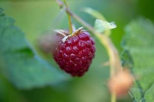 Berry of garden raspberry hanging on a branch macro photography on a summer sunny day. Juicy red rasberry close-up on a green background in late summer. photo