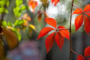 hoja naranja brillante de la enredadera de campo en una fotografía macro de día soleado de otoño. fotografía de primer plano de follaje naranja en tiempo de otoño. fotografía botánica de uvas silvestres con hojas amarillas a la luz del sol. foto