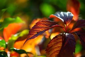 hoja naranja brillante de la enredadera de campo en una fotografía macro de día soleado de otoño. fotografía de primer plano de follaje naranja en tiempo de otoño. fotografía botánica de uvas silvestres con hojas amarillas a la luz del sol. foto