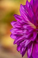 Purple dahlia flower close-up photo in a sunny fall day. Pink petals of a garden flower macro photography on a summer day. Floral pattern of blossom violet dahlia bud.