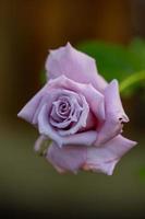 fotografía macro de rosa rosa pálido en el verano. rosa de jardín violeta claro sobre una foto de jardín de fondo verde.