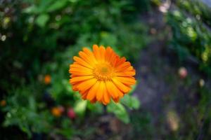 Bright orange calendula flower on a green background in a summer garden macro photography. Orange chamomile close-up photo on a summer day. Botanical photography of a garden flower with orange petals.