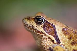 retrato de una rana en una foto de primer plano de perfil en un día de verano. ojo de sapo de cerca en el jardín de verano. fotografía detallada de textura de piel de rana.