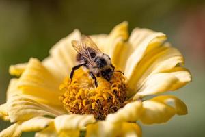 una abeja recoge polen en una flor de zinnia marchita en una fotografía macro de un día soleado de otoño. un insecto se sienta en una flor de jardín con pétalos amarillos en la foto de primer plano de la luz del sol.