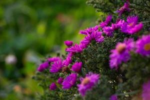 Blooming lilac New England aster flowers on a sunny summer day closeup. Garden hairy Michaelmas-daisy with purple petals in sunlight on an autumn day. A glade of violet flower on a green background. photo