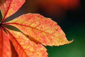 Bright orange leaf of field bindweed on a sunny autumn day macro photography. Orange foliage close-up photography in fall time. Botanical photography of a wild grapes with yellow leaves in sunlight. photo