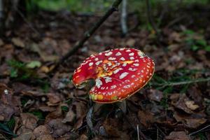 Amanita mushroom with a bright red hat in the autumn forest macro photography. Red hat fly agaric with white spots standing in dry fallen leaves. photo