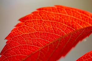 Bright orange leaf of field bindweed on a sunny autumn day macro photography. Orange foliage close-up photography in fall time. Botanical photography of a wild grapes with yellow leaves in sunlight. photo