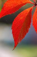 hoja naranja brillante de la enredadera de campo en una fotografía macro de día soleado de otoño. fotografía de primer plano de follaje naranja en tiempo de otoño. fotografía botánica de uvas silvestres con hojas amarillas a la luz del sol. foto