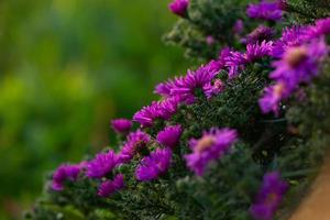 flores lilas florecientes de aster de nueva inglaterra en un día soleado de verano primer plano. jardín peludo michaelmas-daisy con pétalos de color púrpura a la luz del sol en un día de otoño. un claro de flor violeta sobre un fondo verde. foto