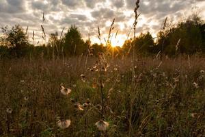 A field with dry plants in the rays of the setting autumn sun. Autumn field before sunset on a sunny fall day. The field is backlight in the evening. photo