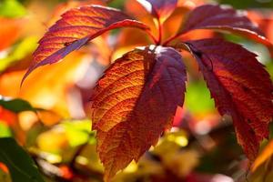 hoja naranja brillante de la enredadera de campo en una fotografía macro de día soleado de otoño. fotografía de primer plano de follaje naranja en tiempo de otoño. fotografía botánica de uvas silvestres con hojas amarillas a la luz del sol. foto