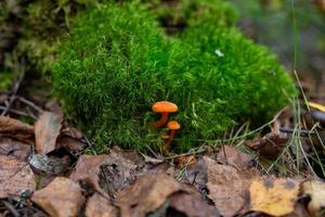 una familia de pequeños hongos naranjas que crecen en musgo verde en el bosque de otoño. par de hongos brillantes en miniatura en la fotografía macro de hierba verde. foto