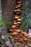 A family of honey agarics growing on a tree trunk forest photography. A group of mushrooms on the bark of a tree in the autumn forest. photo