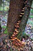 A family of honey agarics growing on a tree trunk forest photography. A group of mushrooms on the bark of a tree in the autumn forest. photo