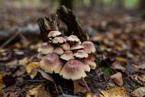 A family of honey agarics growing on a tree trunk forest photography. A group of mushrooms on the bark of a tree in the autumn forest. photo