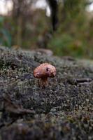 Very small mushroom with a brown cap growing on a tree trunk in an autumn day macro photo. A close-up photography of a toadstool standing on the textured bark of a fallen tree photo