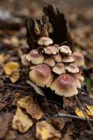 A family of honey agarics growing on a tree trunk forest photography. A group of mushrooms on the bark of a tree in the autumn forest. photo