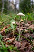 Two toadstools on a very thin stalk macro photography growing in dry leaves. Family of toadstools on a thin leg with a yellow hat close-up in the autumn forest. photo
