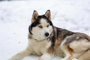 A female Siberian husky lies in the snow. Pet portrait of a lying dog in winter day. photo